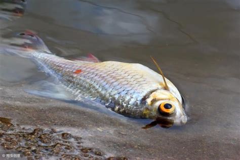 魚缸魚死掉